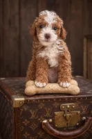 Teddy , a male Poodle - Toy  for sale in Ocala, FL – Photo 1 of 2