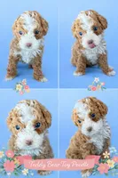 Teddy , a male Poodle - Toy  for sale in Ocala, FL – Photo 2 of 2