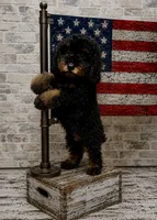 Micro mini ~ Bubbles, a male Miniature Bernedoodle for sale in Ocala, FL – 3 of 3