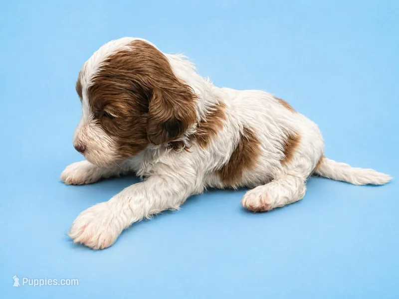 Micro chocolate merle parti – Miniature Bernedoodle puppy for sale in Ocala, FL