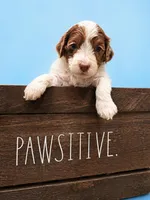 Micro chocolate merle parti, a male Miniature Bernedoodle for sale in Ocala, FL – Photo 2 of 2