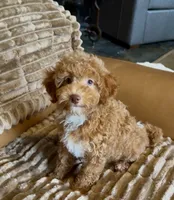 Micro mini, a male Miniature Bernedoodle for sale in Ocala, FL – 2 of 5