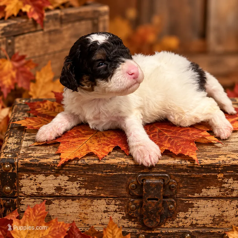 TOY/MINI 9-14 LBS – Miniature Bernedoodle puppy for sale in Ocala, FL