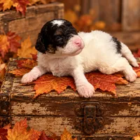 TOY/MINI 9-14 LBS, a male Miniature Bernedoodle for sale in Ocala, FL – 1 of 1