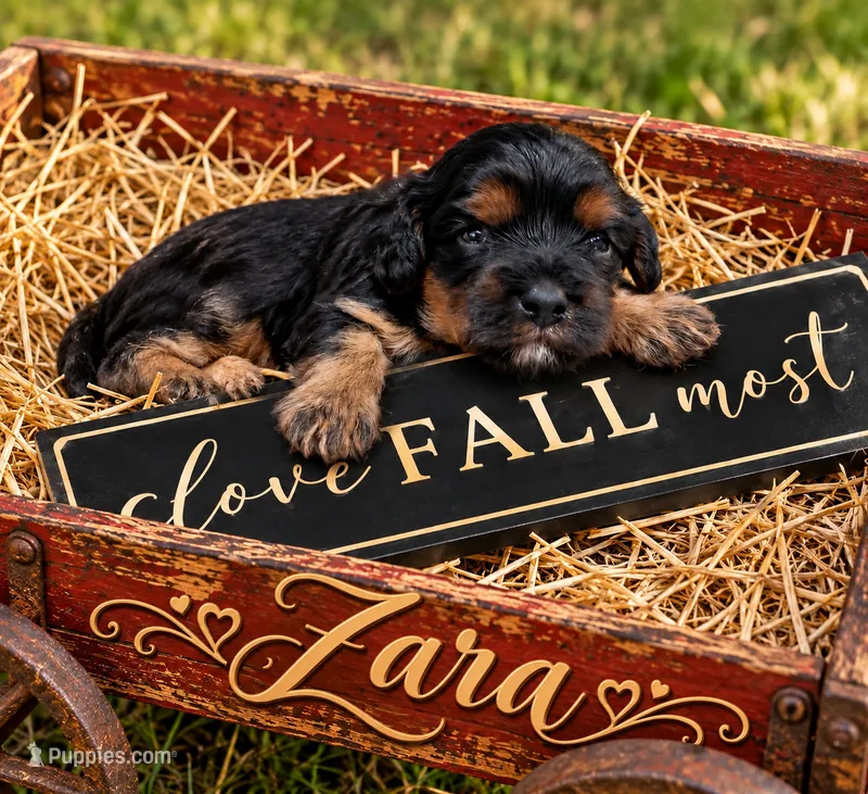 Zara 🐆 – Cavapoo puppy for sale in Ocala, FL