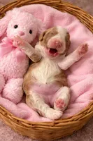 Micro mini Little Bunny, a female Miniature Bernedoodle for sale in Ocala, FL – Photo 1 of 2