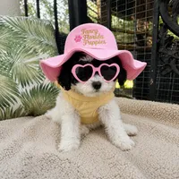 Dottie Russian blood lines , a female Poodle - Toy  for sale in Ocala, FL – 5 of 8