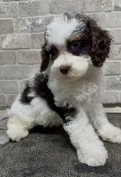 Micro mini mocha , a female Miniature Bernedoodle for sale in Ocala, FL – 2 of 2
