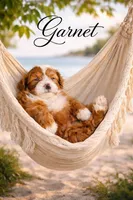 Micro goldendoodles, a male Miniature Goldendoodle for sale in Ocala, FL – Photo 1 of 3