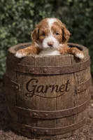 Micro goldendoodles, a male Miniature Goldendoodle for sale in Ocala, FL – Photo 2 of 3