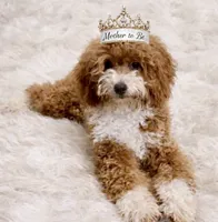 Micro goldendoodles, a male Miniature Goldendoodle for sale in Ocala, FL – Photo 3 of 3