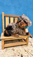 Akc ~ Jumanji Korean, a male Poodle - Toy  for sale in Ocala, FL – 2 of 3