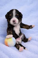 Timmy Micro mini, a male Miniature Bernedoodle for sale in Ocala, FL – Photo 1 of 2