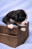 Timmy Micro mini, a male Miniature Bernedoodle for sale in Ocala, FL – Photo 2 of 2