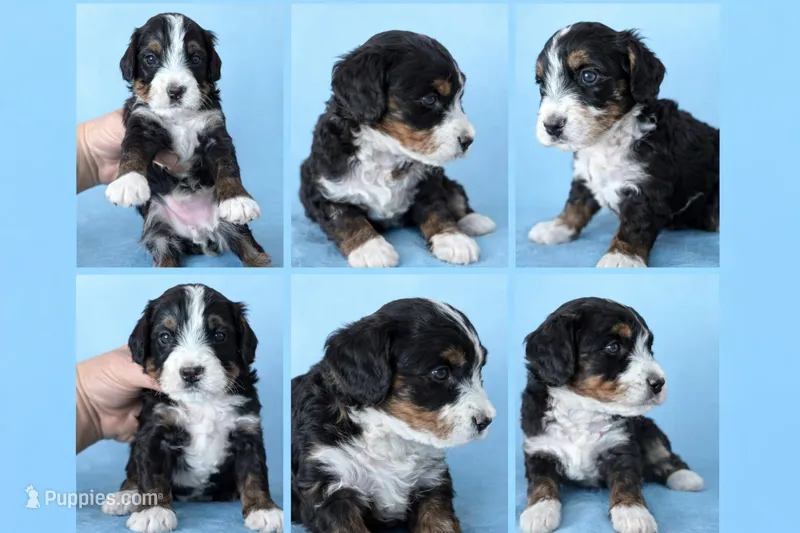 Micro Mini  – Miniature Bernedoodle puppy for sale in Ocala, FL