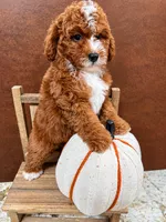 Akc-Little Pumpkin , a female Poodle - Toy  for sale in Ocala, FL – 3 of 8