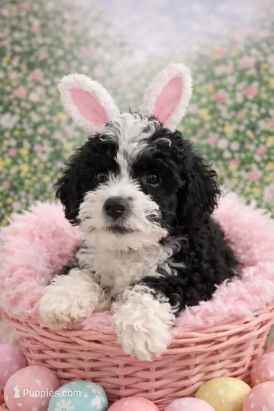 Charting 9-10  lbs. CHANEL  – Miniature Goldendoodle puppy for sale in Ocala, FL