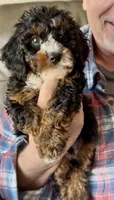 Calvin , a male Cavapoo for sale in Ocala, FL – Photo 1 of 2