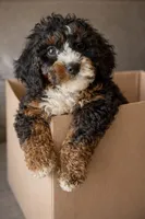 Calvin , a male Cavapoo for sale in Ocala, FL – Photo 2 of 2