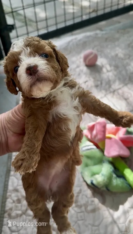 Spice – Poodle - Toy  puppy for sale in Ocala, FL