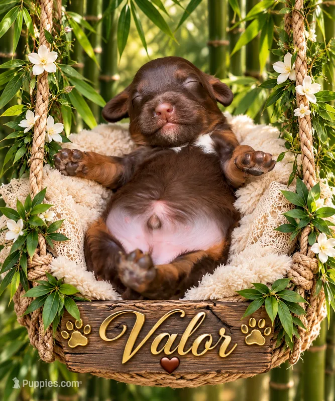 Valor – Cavapoo puppy for sale in Ocala, FL