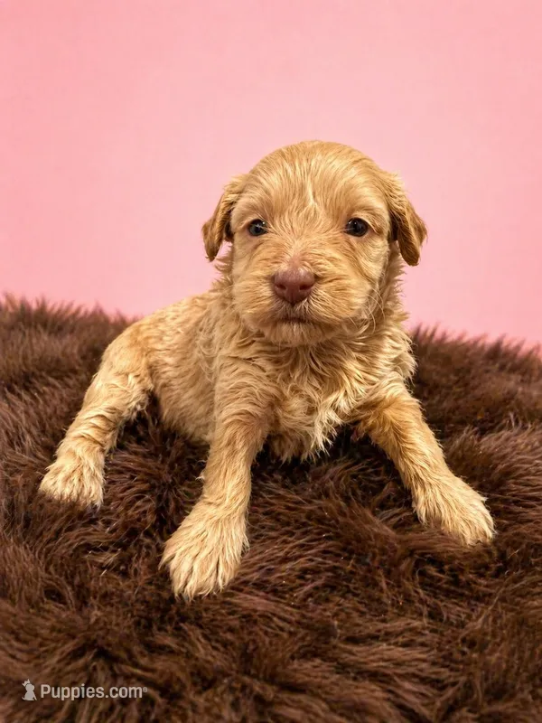 Micro – Miniature Bernedoodle puppy for sale in Ocala, FL