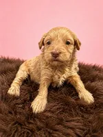 Micro, a female Miniature Bernedoodle for sale in Ocala, FL – Photo 1 of 2