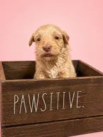 Micro, a female Miniature Bernedoodle for sale in Ocala, FL – Photo 2 of 2