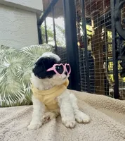 Akc Russain blood lines - Dotty , a female Poodle - Toy  for sale in Ocala, FL – 4 of 7