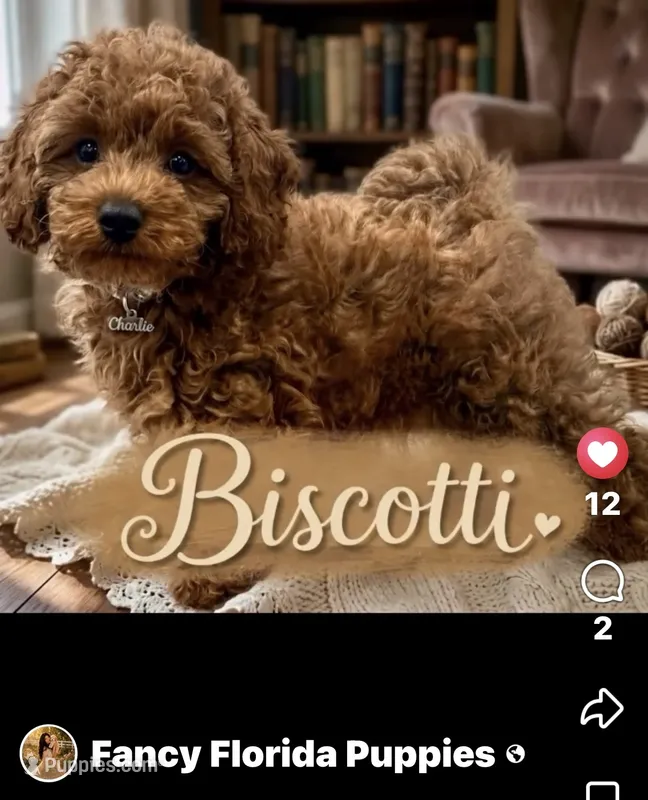 Dark red ✈️ included  – Poodle - Toy  puppy for sale in Ocala, FL