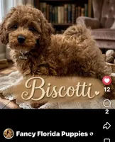 Dark red ✈️ included , a male Poodle - Toy  for sale in Ocala, FL – 1 of 1
