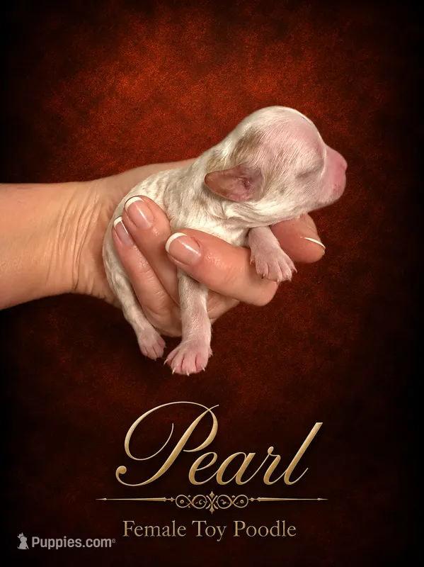 Pearl – Poodle - Toy  puppy for sale in Ocala, FL