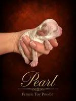 Pearl, a female Poodle - Toy  for sale in Ocala, FL – 1 of 1