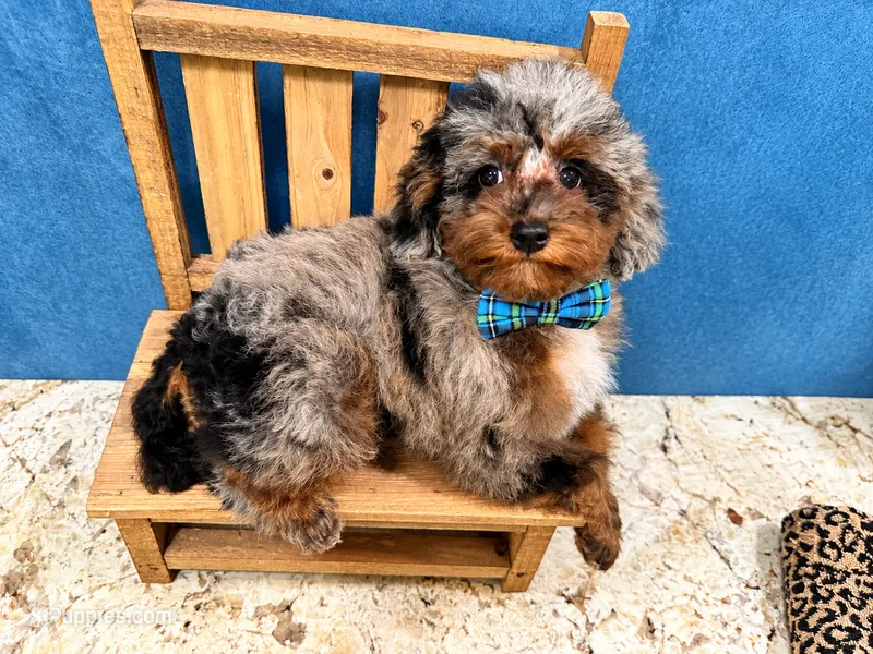 Akc ~ Jumanji Korean – Poodle - Toy  puppy for sale in Ocala, FL