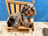 Akc ~ Jumanji Korean, a male Poodle - Toy  for sale in Ocala, FL – 1 of 3