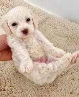 Pearl, a female Poodle - Toy  for sale in Ocala, FL – 2 of 4