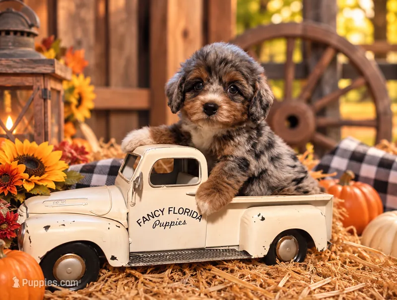 Grace – Cavapoo puppy for sale in Ocala, FL