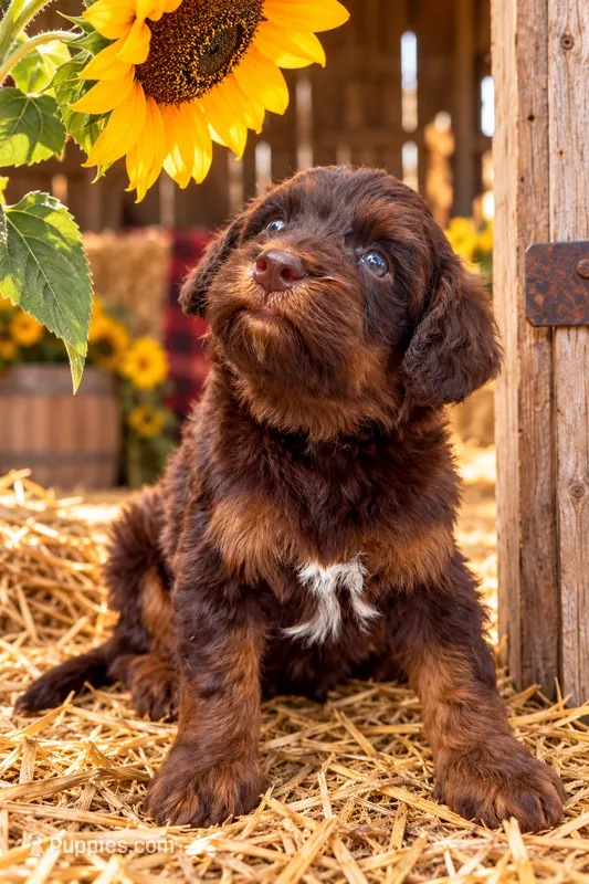Valor – Cavapoo puppy for sale in Ocala, FL