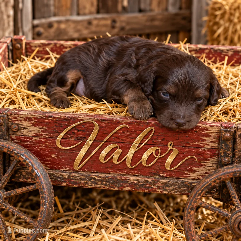 Valor – Cavapoo puppy for sale in Ocala, FL