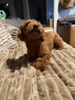 akc 7 lbs Dark Red MERLOT, a female Poodle - Toy  for sale in Ocala, FL – 3 of 4