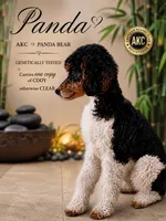 Akc ~7 lbs Panda 🐼 Embark tested, a male Poodle - Toy  for sale in Ocala, FL – 1 of 8