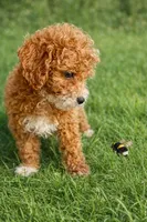 Bumblebee, a male Poodle - Toy  for sale in Ocala, FL – Photo 1 of 2
