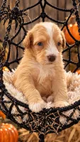 Webster 🕸️, a male Miniature Bernedoodle for sale in Ocala, FL – 1 of 1