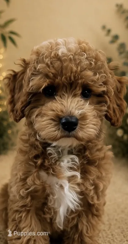 Butterscotch  – Poodle - Toy  puppy for sale in Ocala, FL