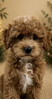 Butterscotch , a male Poodle - Toy  for sale in Ocala, FL – 1 of 4