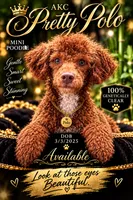 AKC Pretty Polo ~ kyky Atat 👈🏼 CLEAR , a male Poodle - Miniature  for sale in Ocala, FL – 2 of 5
