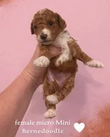 Micro mini , a female Miniature Bernedoodle for sale in Ocala, FL – 2 of 2