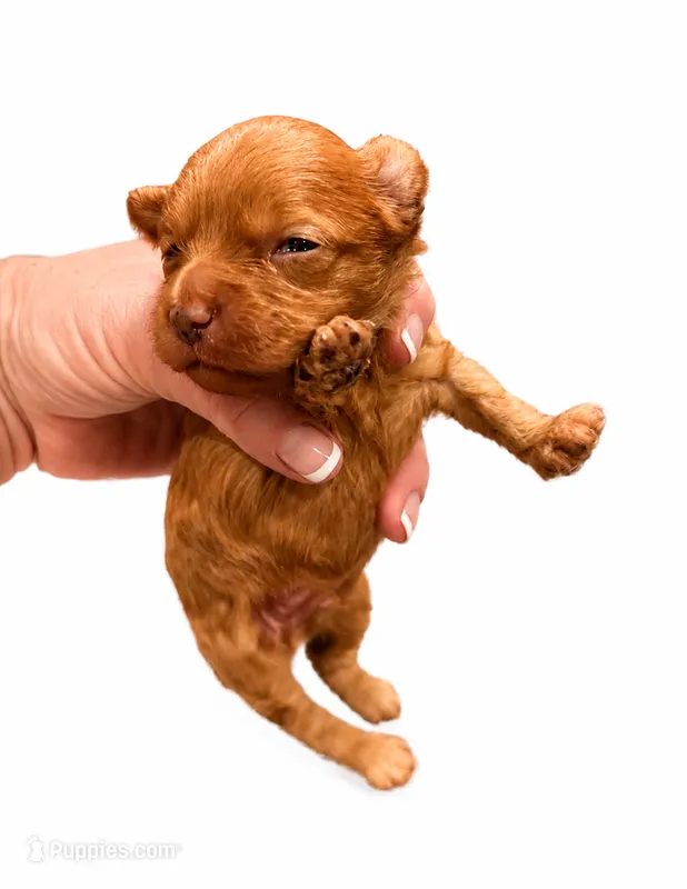 Akc -Harlow  – Poodle - Toy  puppy for sale in Ocala, FL