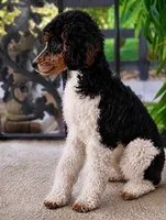 AKC panda, a male Poodle - Miniature  for sale in Ocala, FL – 1 of 3