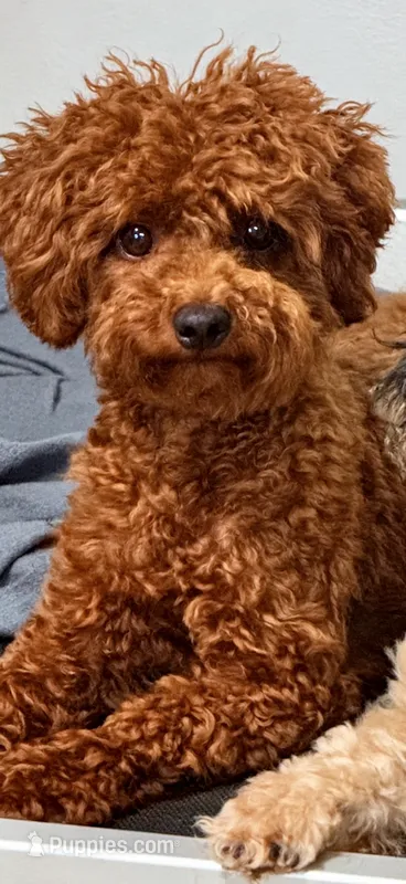 akc 7 lbs Dark Red MERLOT – Poodle - Toy  puppy for sale in Ocala, FL